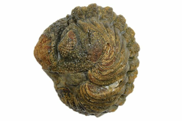 Wide Enrolled Morocops Trilobite - Morocco #296632